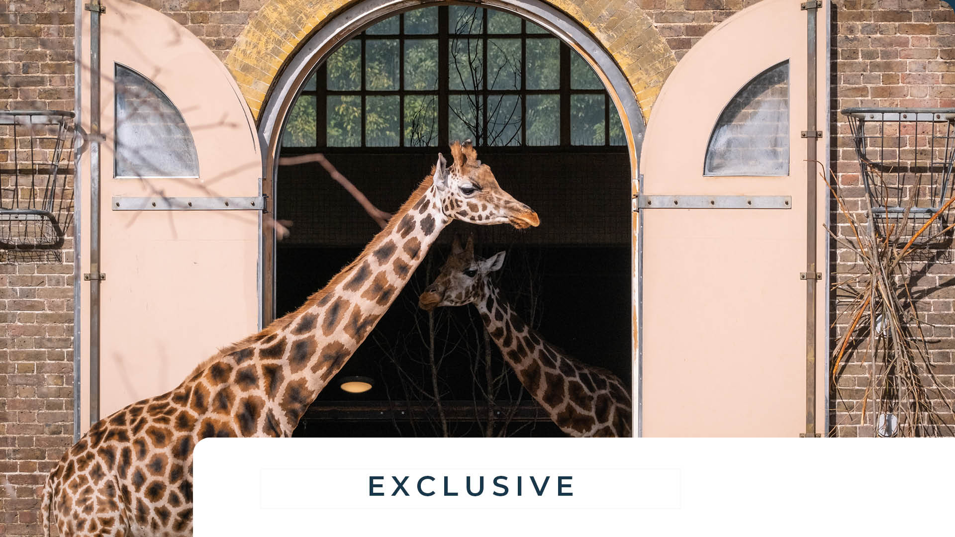 Giraffe_House_opened_in_1836_i