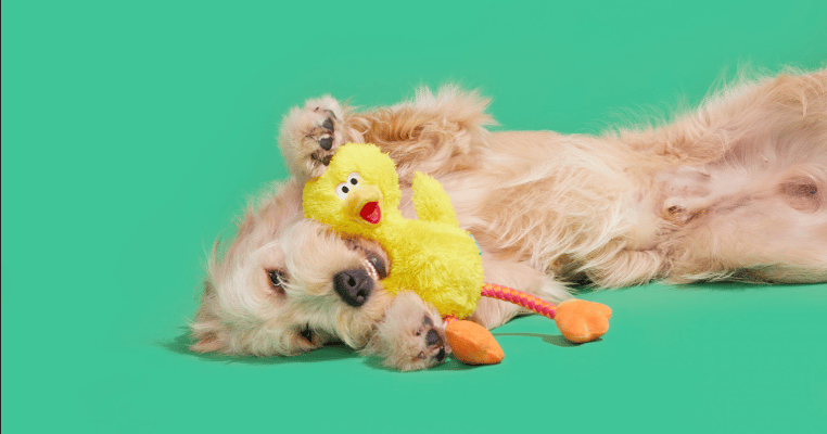 ‘Sesame Street’ is Coming to BarkBox | License Global