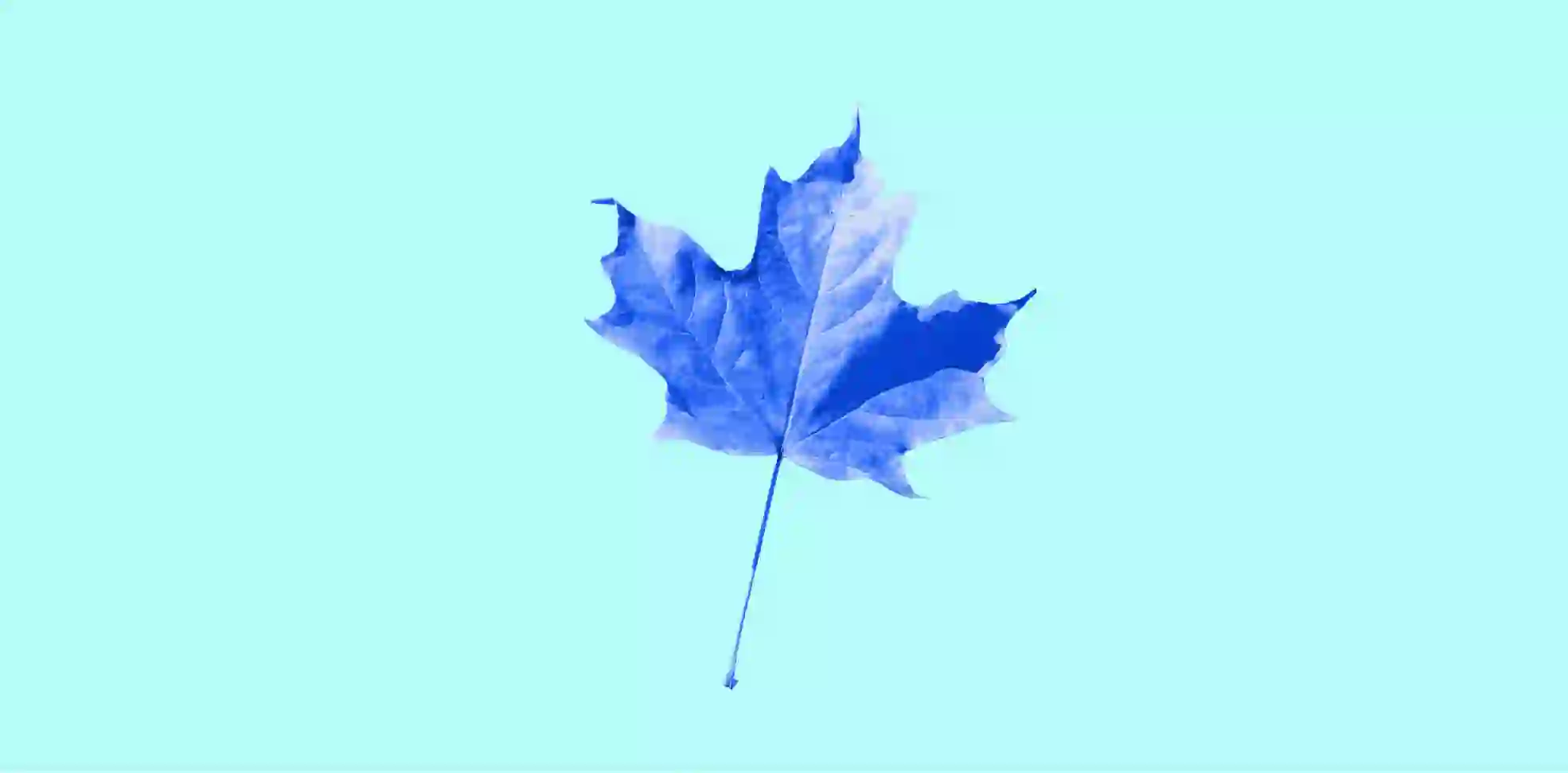 Maple leaf on blue background