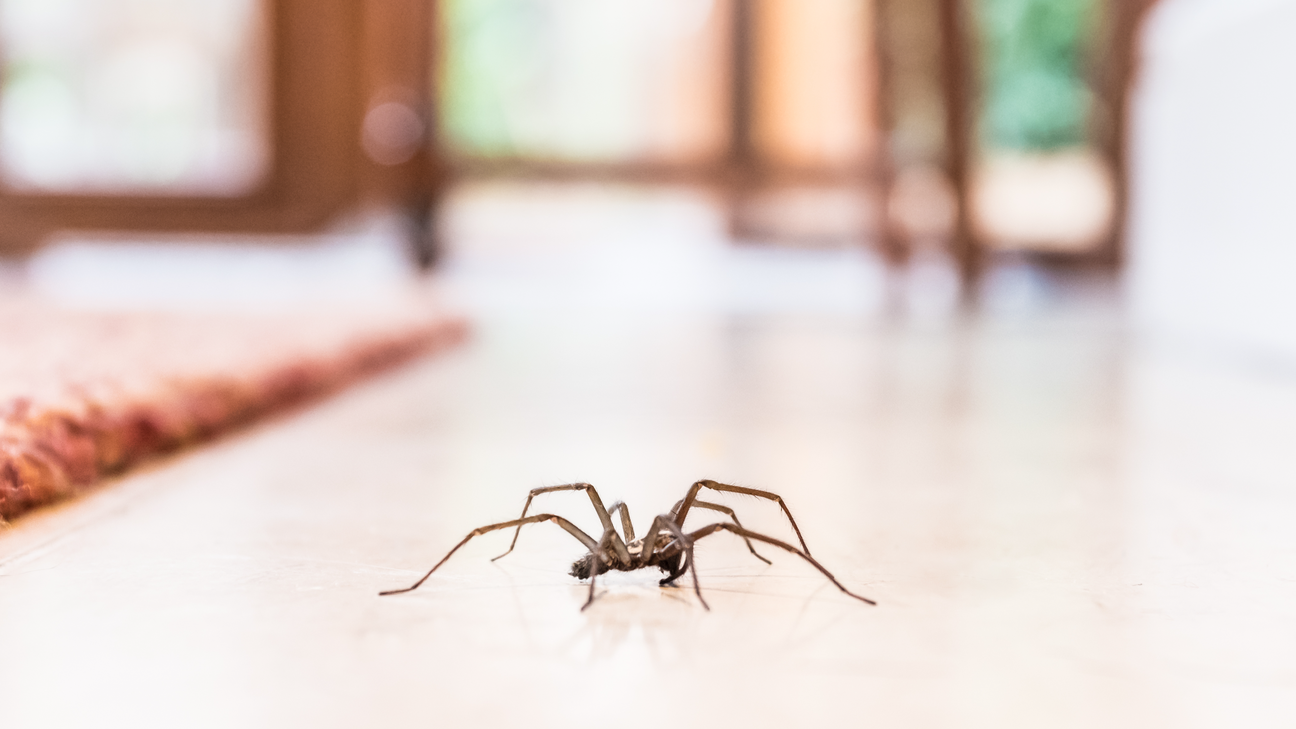 Spiders that invade our homes as months turn colder and damper