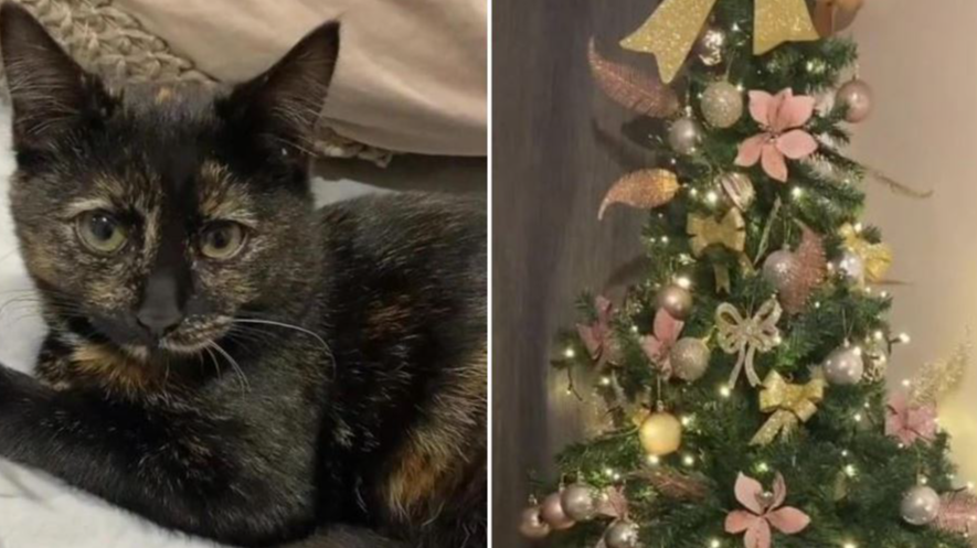 Stray cat found after spending Christmas caught in a tree