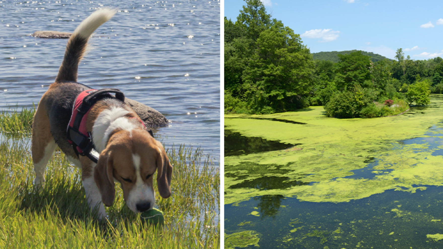 is algae in dog bowl bad