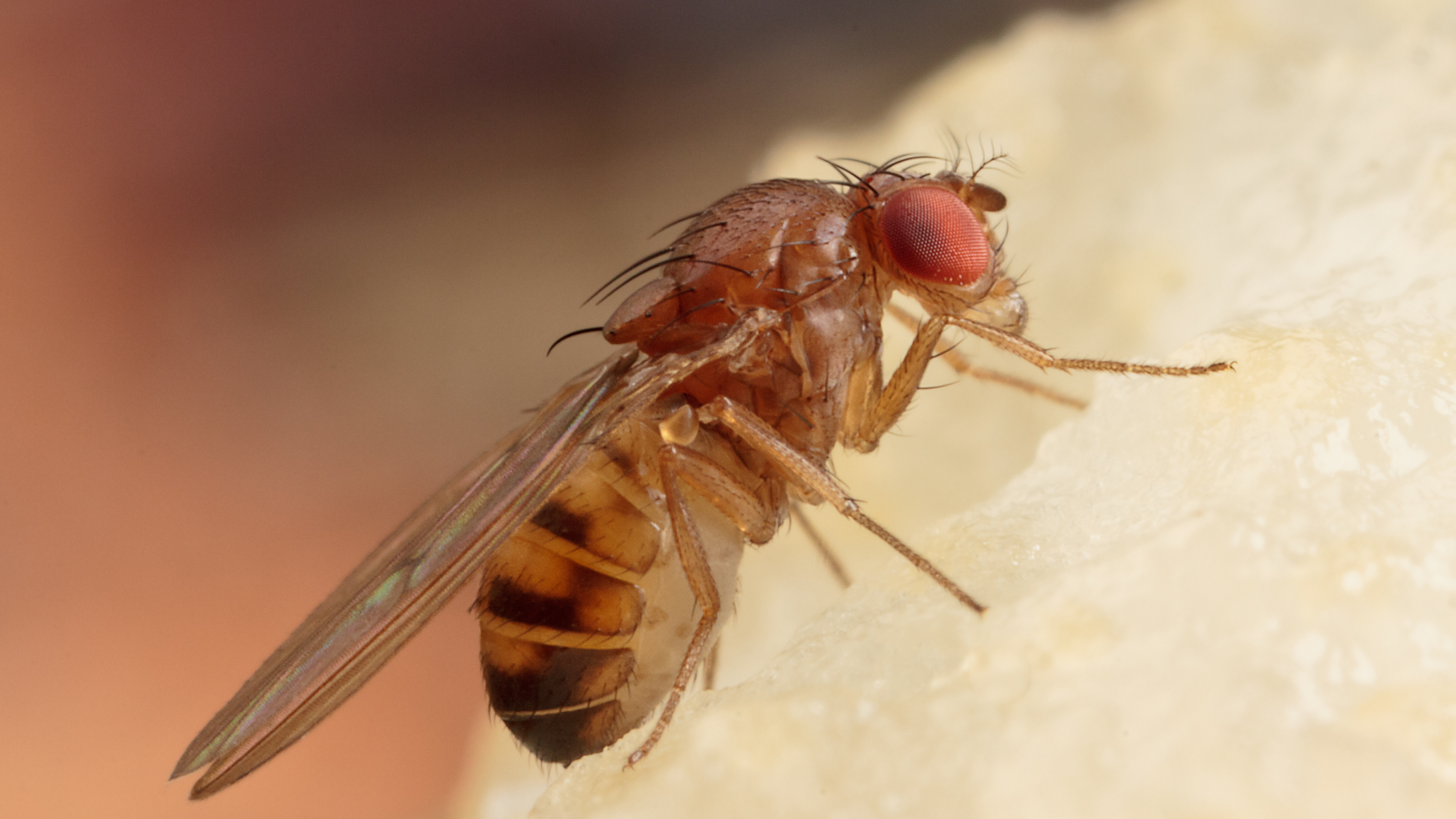 Can This DIY TikTok Hack Solve Your Fruit Fly Problem?