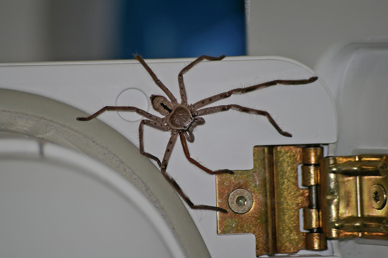 Australian Family had Giant Spider as a Roommate for a Year And They Share  Their Thoughts » TwistedSifter