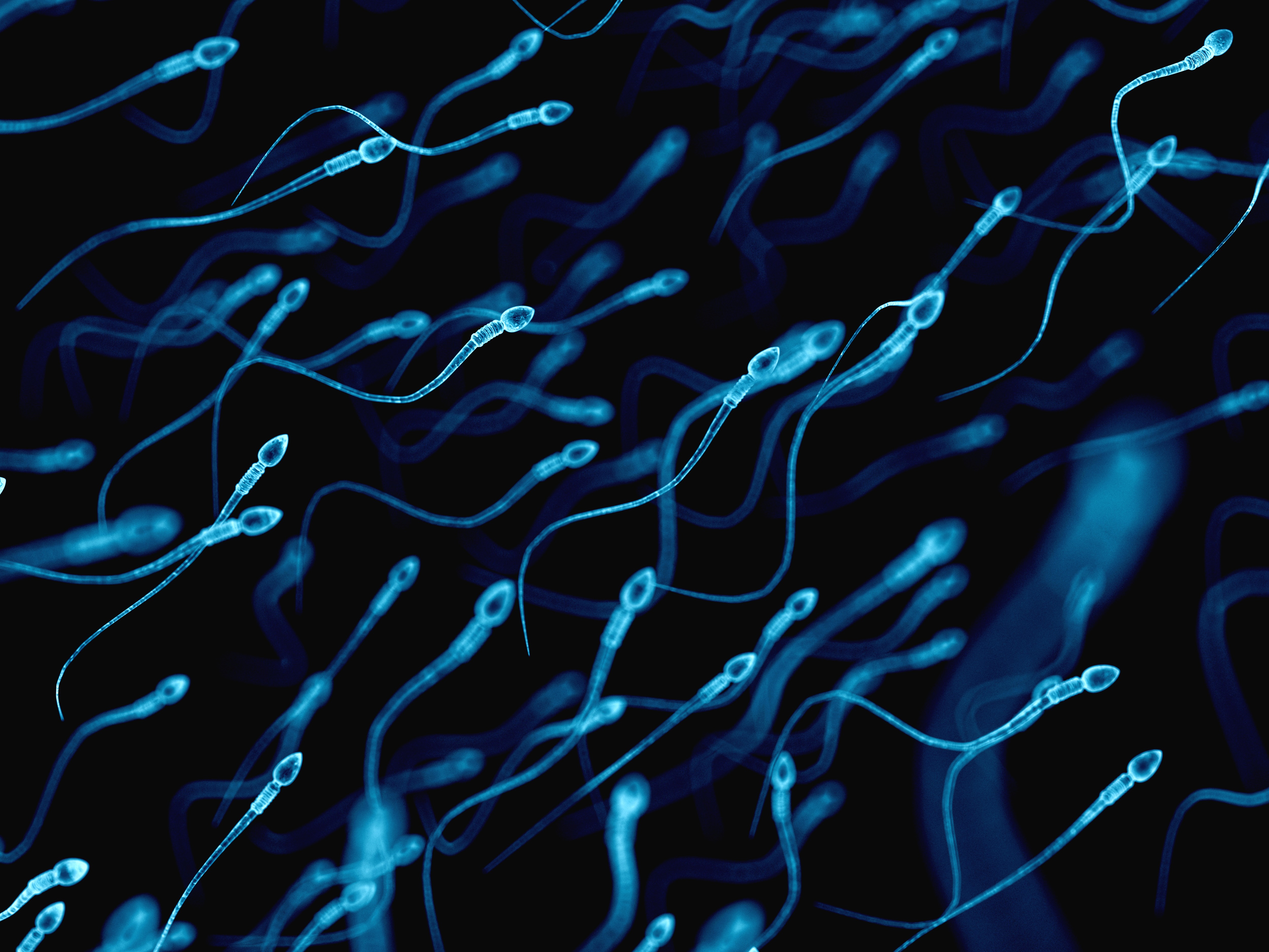 Male contraception pill stops fertility without affecting hormones