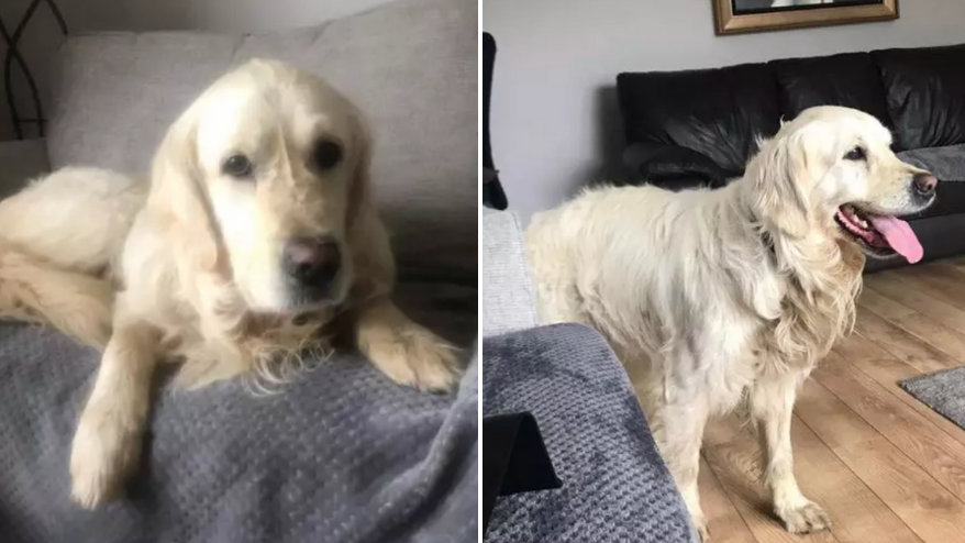 Rescued dog walks 40 miles back home to former owners who gave him up - Vimarsana News