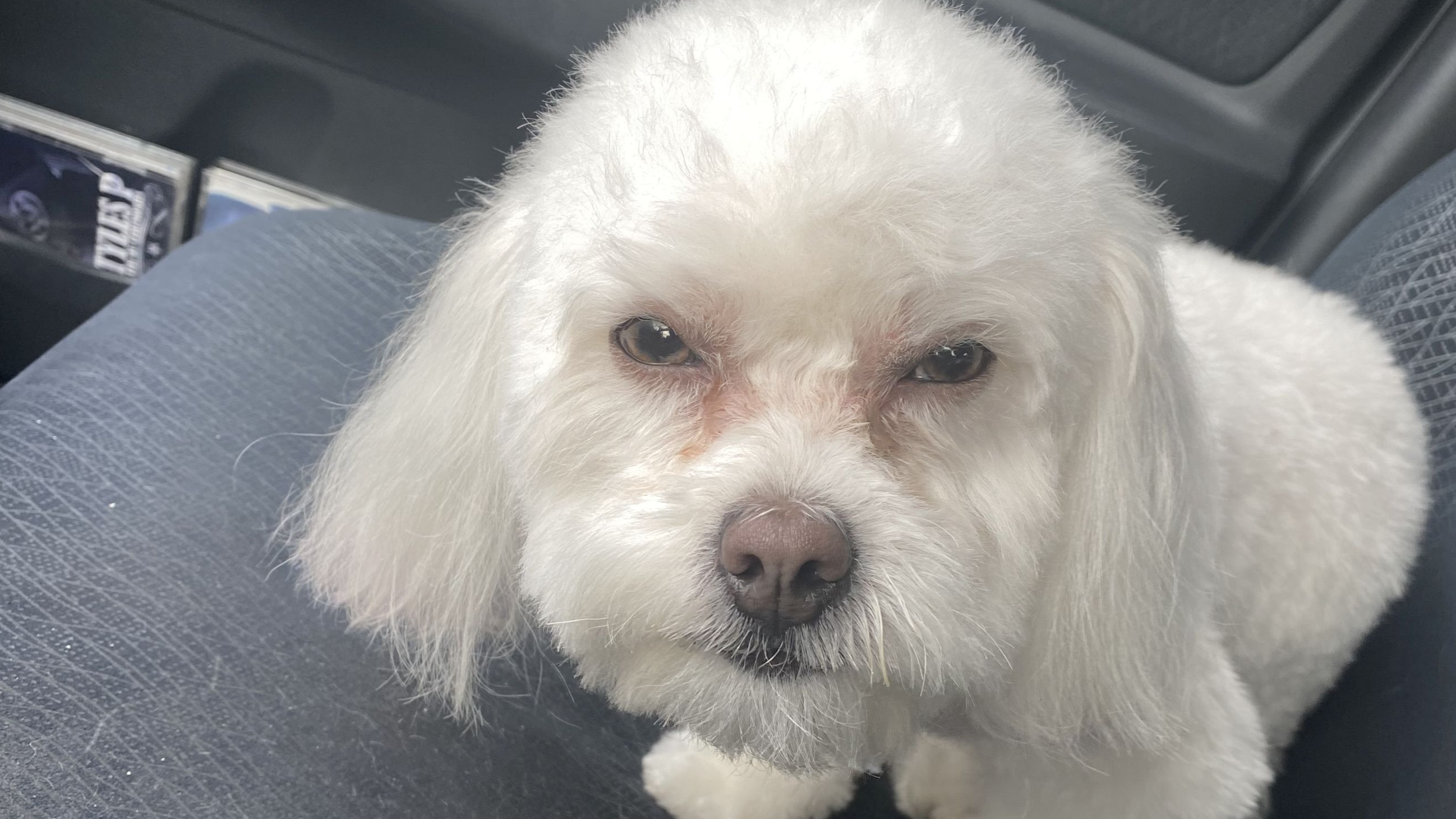 Owner Shocked To Discover Groomers Had Given Her The Wrong Dog Owner Shocked To Discover Groomers Had Given Her The Wrong Dog