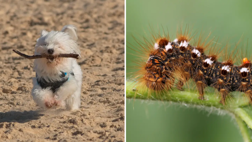 are caterpillars poisonous to dogs