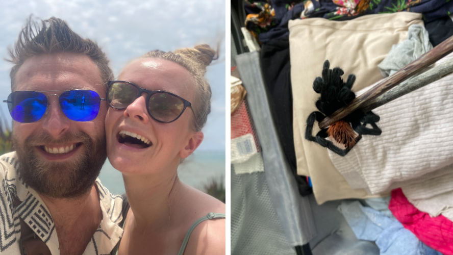 Horrified couple find giant tarantula in their luggage after coming back from holiday - Vimarsana News