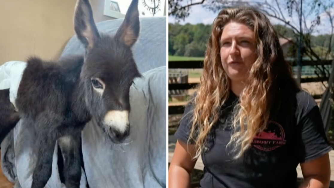 Family make emotional plea after beloved donkey 'HeeHaw' was fatally shot  by police as case update emerges