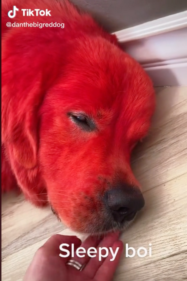 is red dye bad for dogs