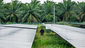 A solar farm at SD Guthrie’s oil palm estate in Selangor, Malaysia A solar farm at SD Guthrie’s oil palm estate in Selangor, Malaysia