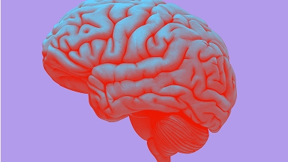 Fokusgebiet: Neurowissenschaften