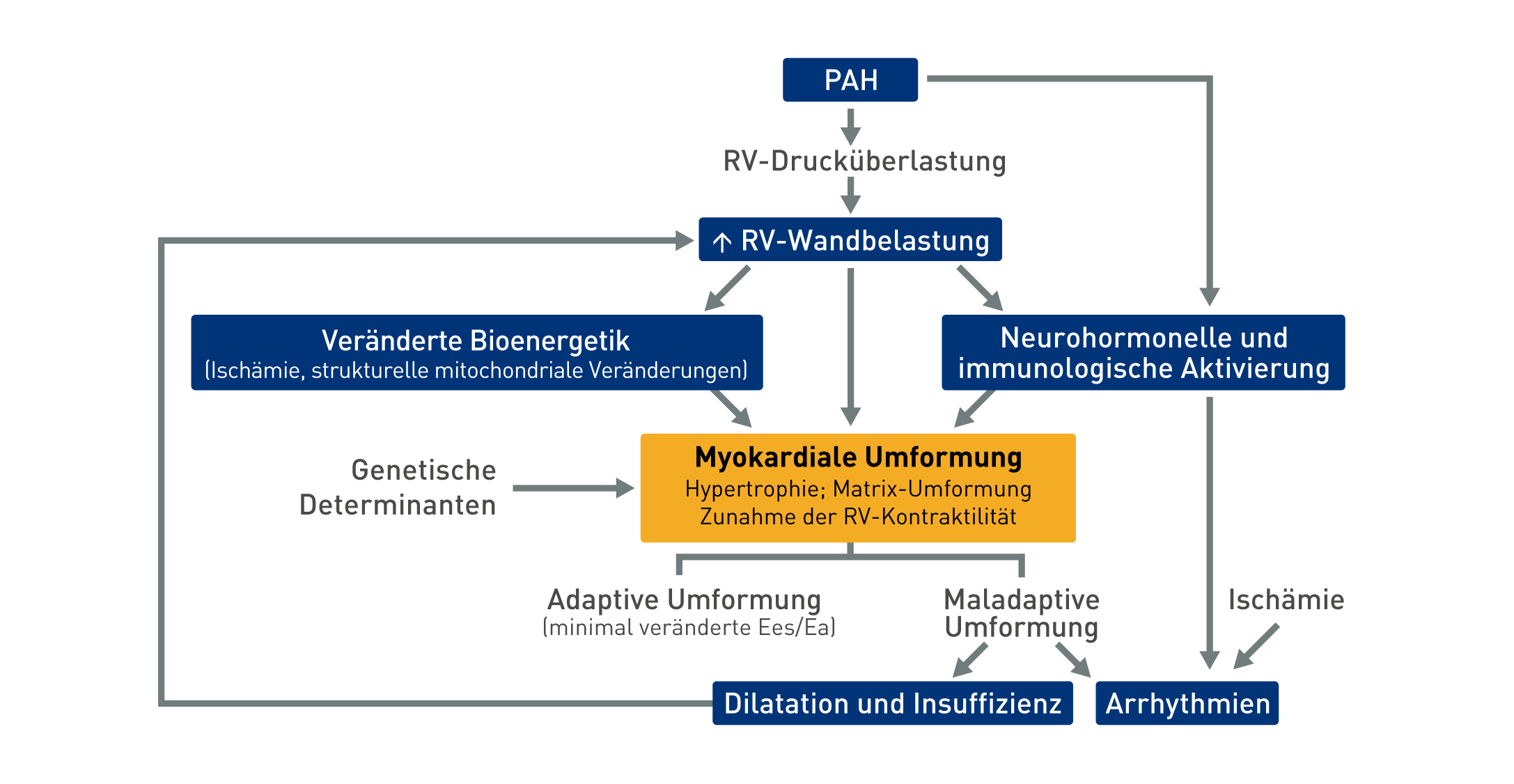 PAH führt zu rechtsventrikulärer Dysfunktion