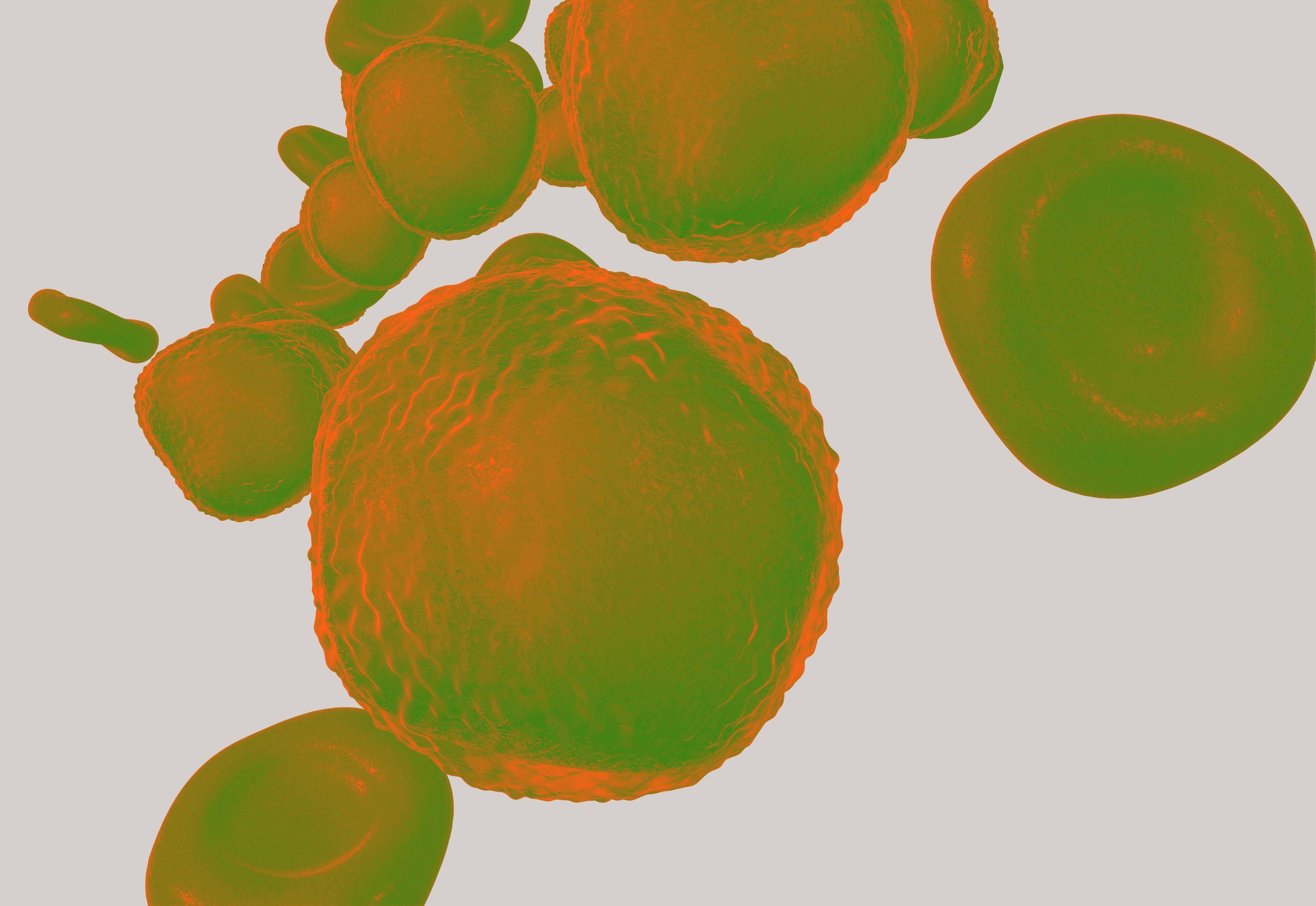 Fokusgebiet: Hämatologie - Medizinische Fortbildung