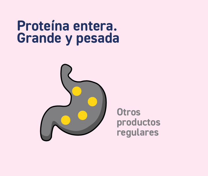 Ilustración de estómago con partículas grandes que representan proteína entera, asociada a digestión más pesada en otros productos regulares.