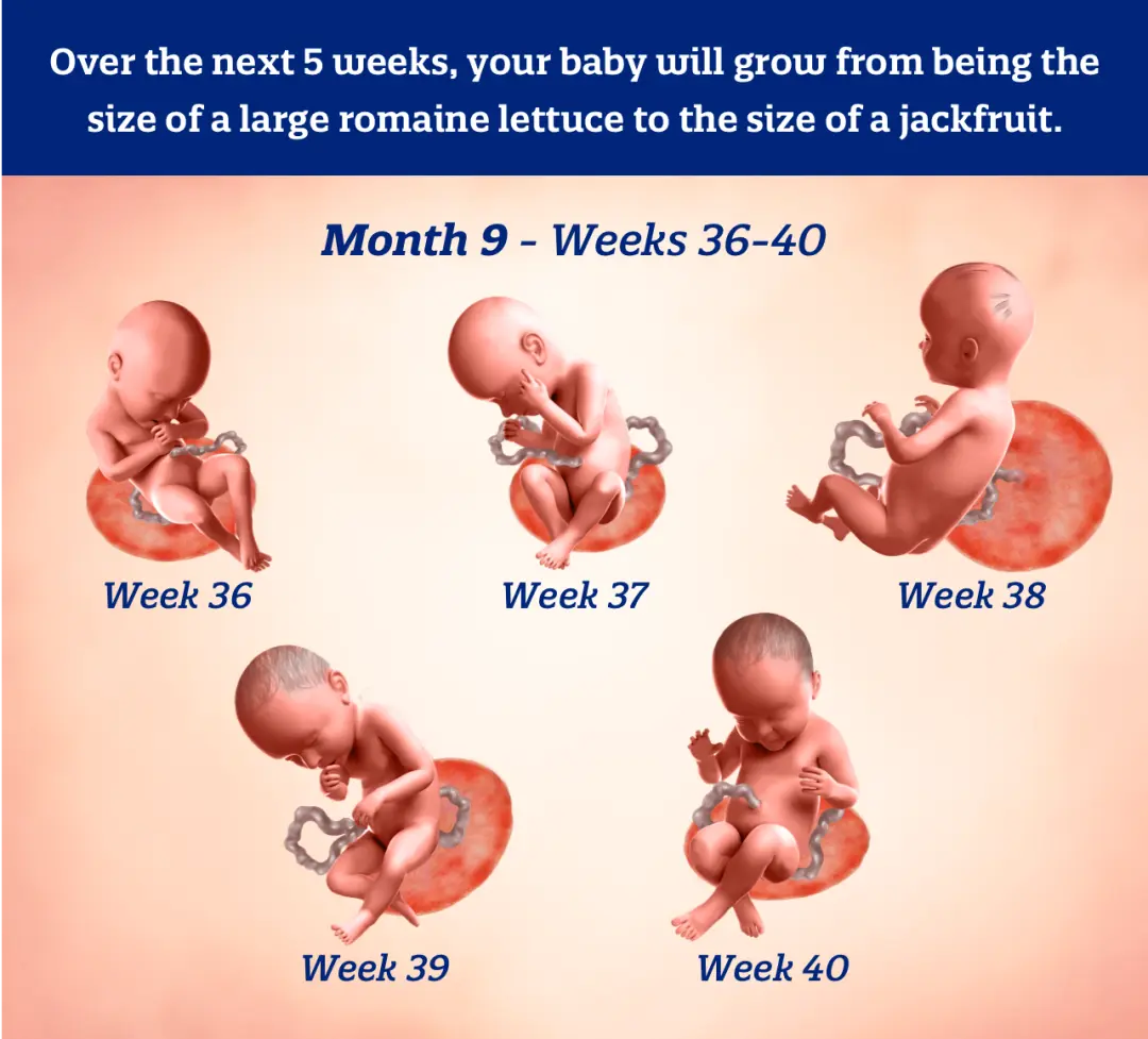 Infographic illustrating baby development per week of the ninth month of pregnancy