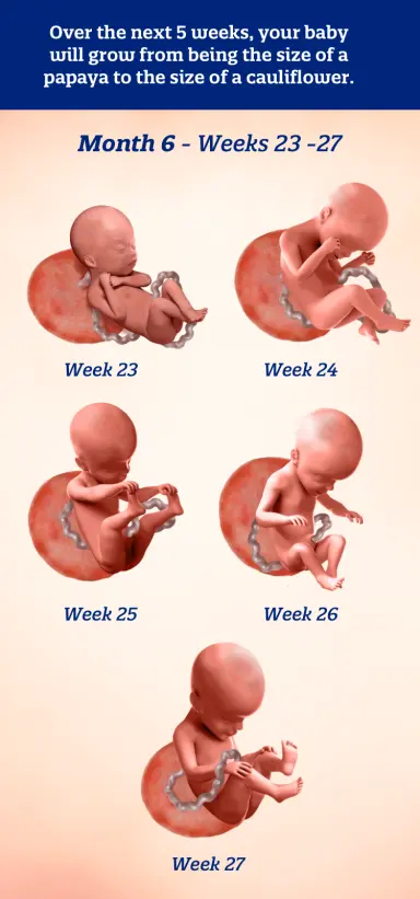 Infographic illustrating baby development per week of the sixth month of pregnancy