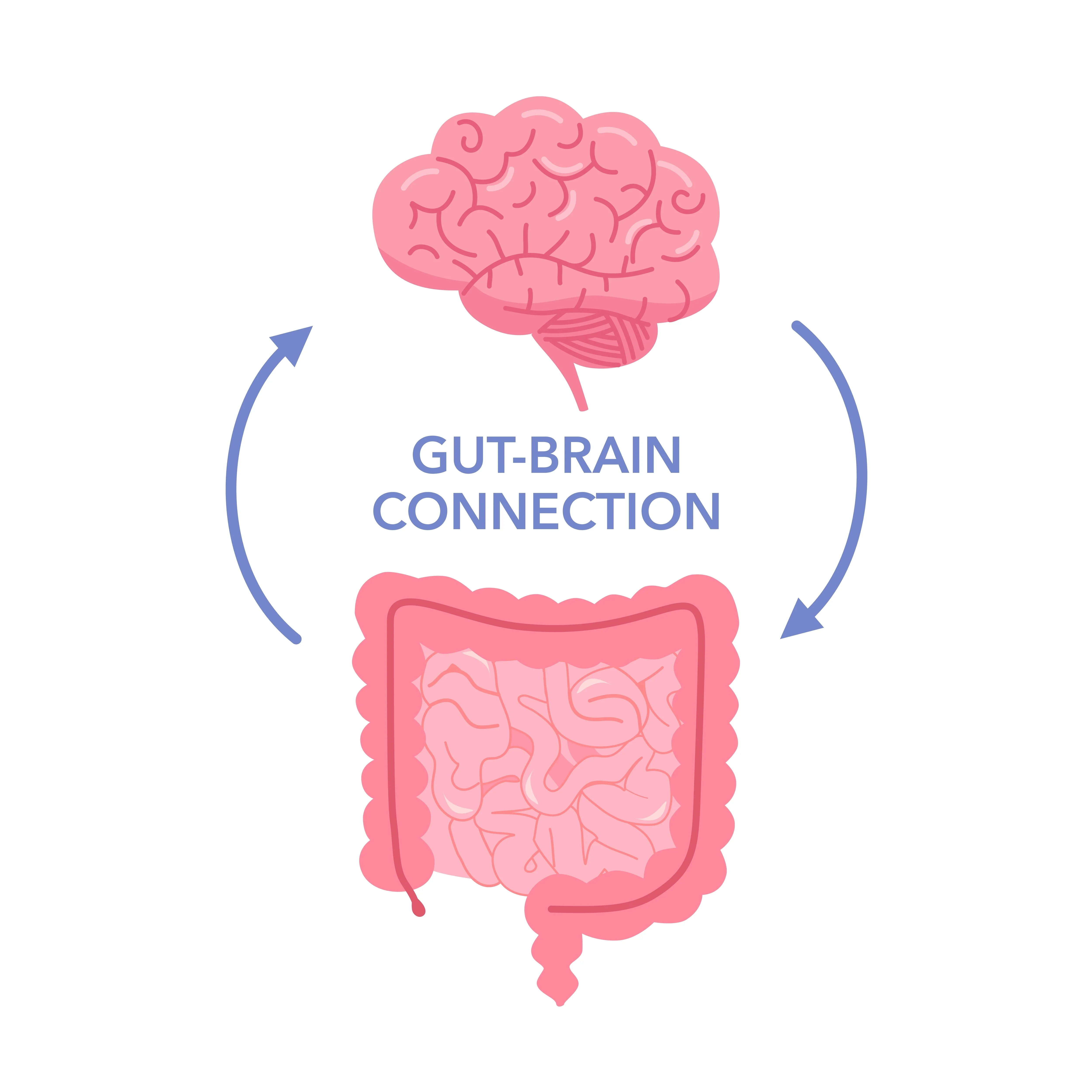 Diagram illustrating gut-brain connection with arrows between brain and digestive system