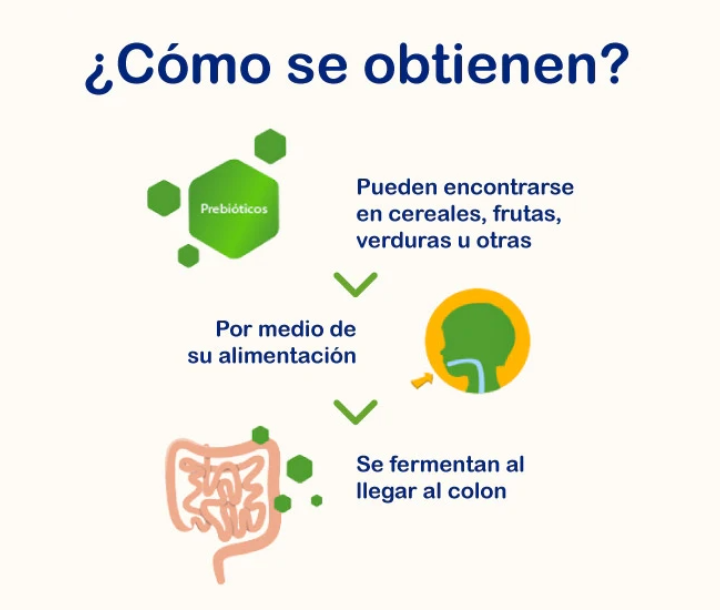 Infografía con íconos de digestión que muestran cómo los prebióticos favorecen el equilibrio intestinal y la salud digestiva.
