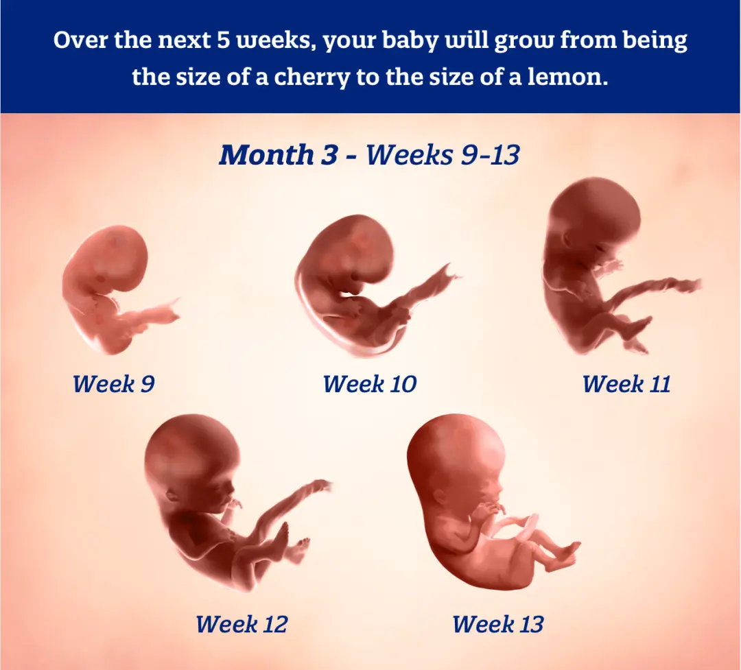 Infographic illustrating fetal development per week of the third month of pregnancy