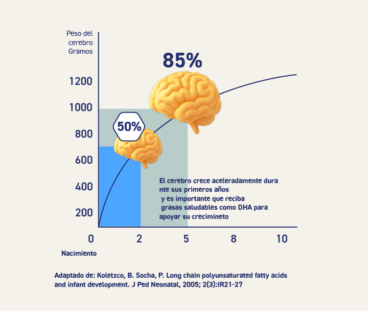 Gráfico ilustrativo que muestra que el 85% del cerebro de un niño crece en los primeros 5 años de vida.