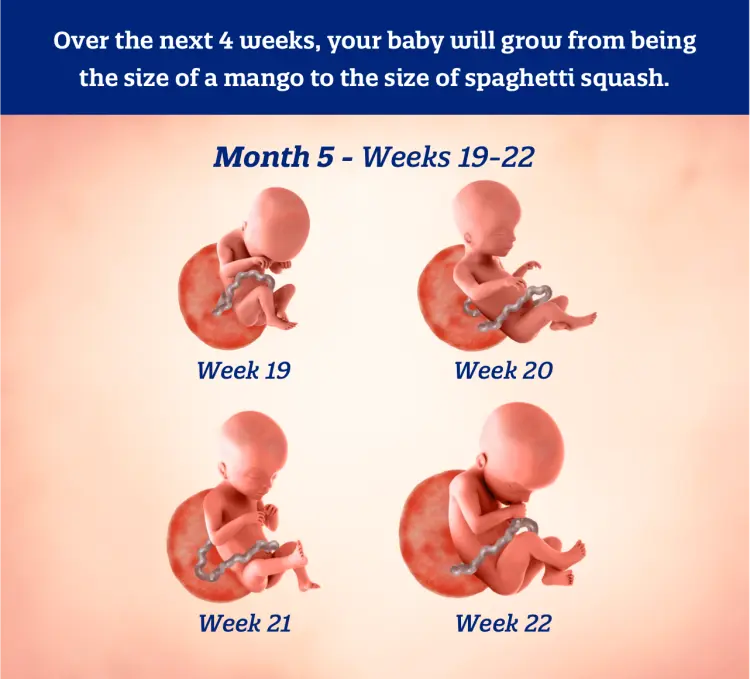 Infographic illustrating fetal development per week of the fifth month of pregnancy