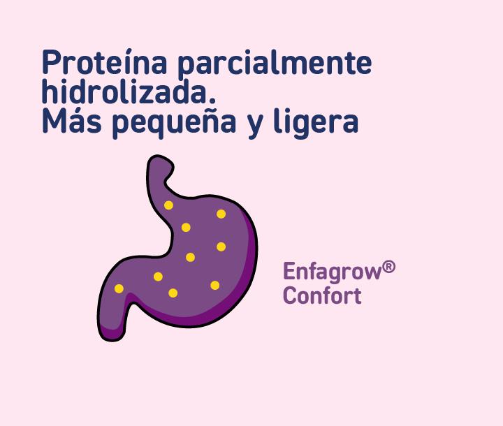 Ilustración de estómago con partículas pequeñas que representan proteína parcialmente hidrolizada de Enfagrow Confort, fácil de digerir.