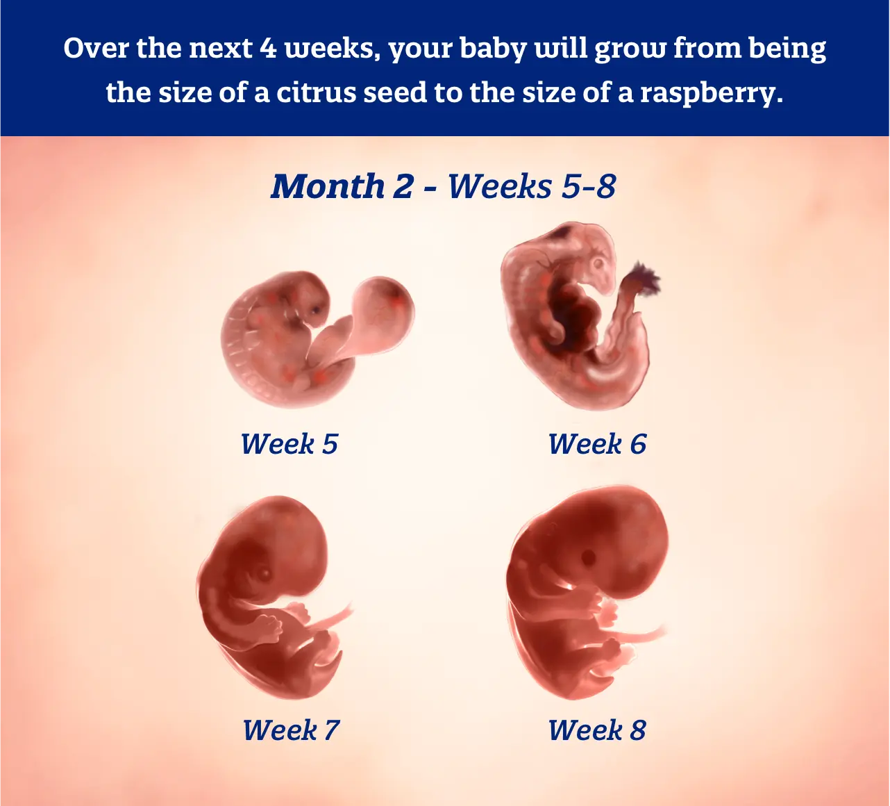Infographic illustrating fetal development week by week during the second month of pregnancy
