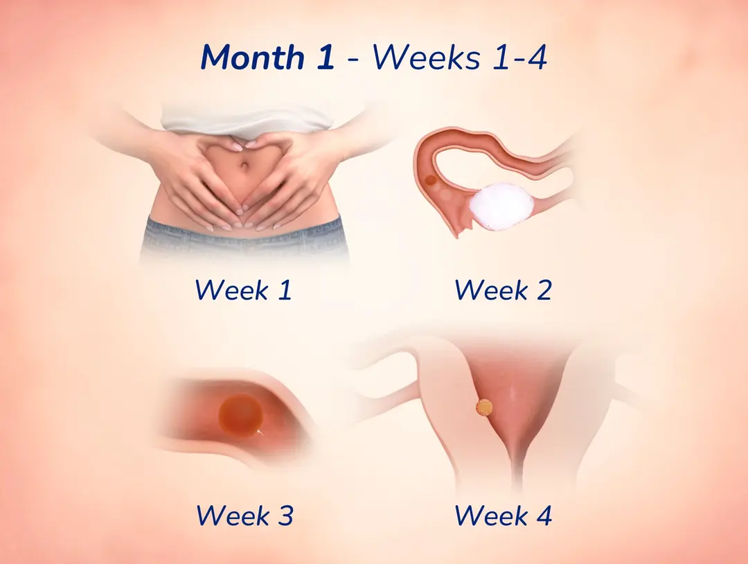 Infographic illustrating woman’s uterus per week of the first month of pregnancy