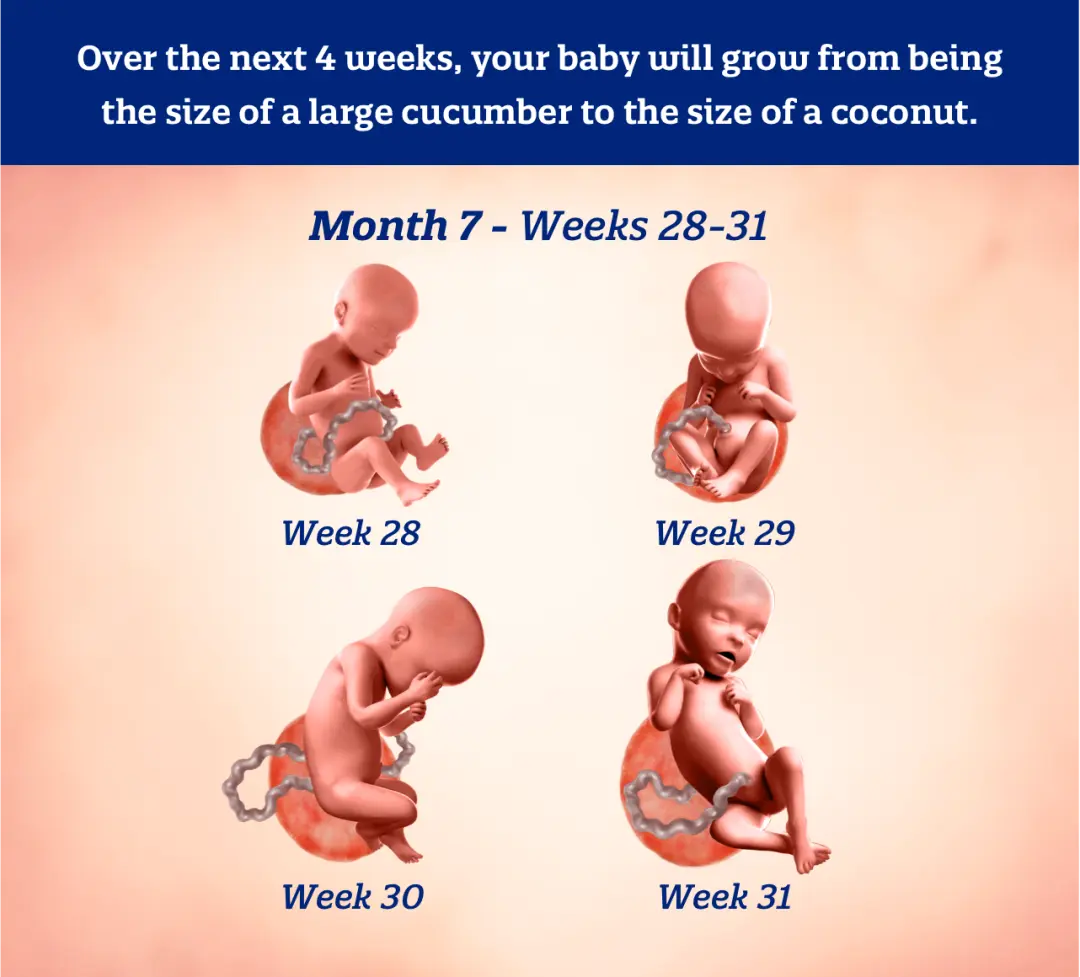 Infographic illustrating baby development per week of the seventh month of pregnancy