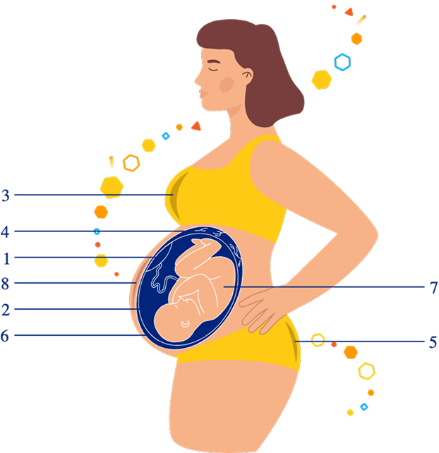 What causes weight gain during pregnancy?