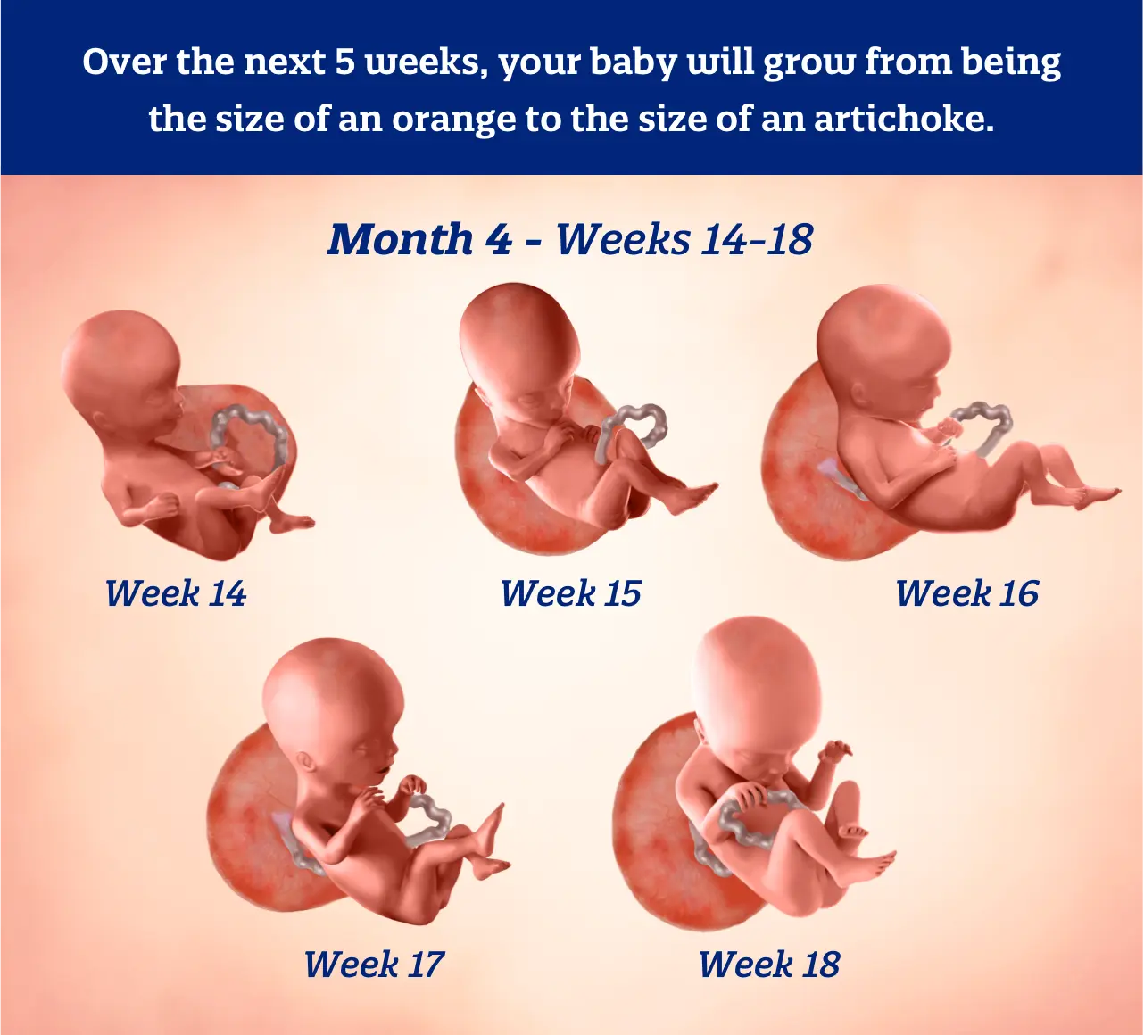 Infographic illustrating fetal development per week of the fourth month of pregnancy