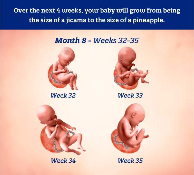 Infographic illustrating fetal development per week of the eight month of pregnancy