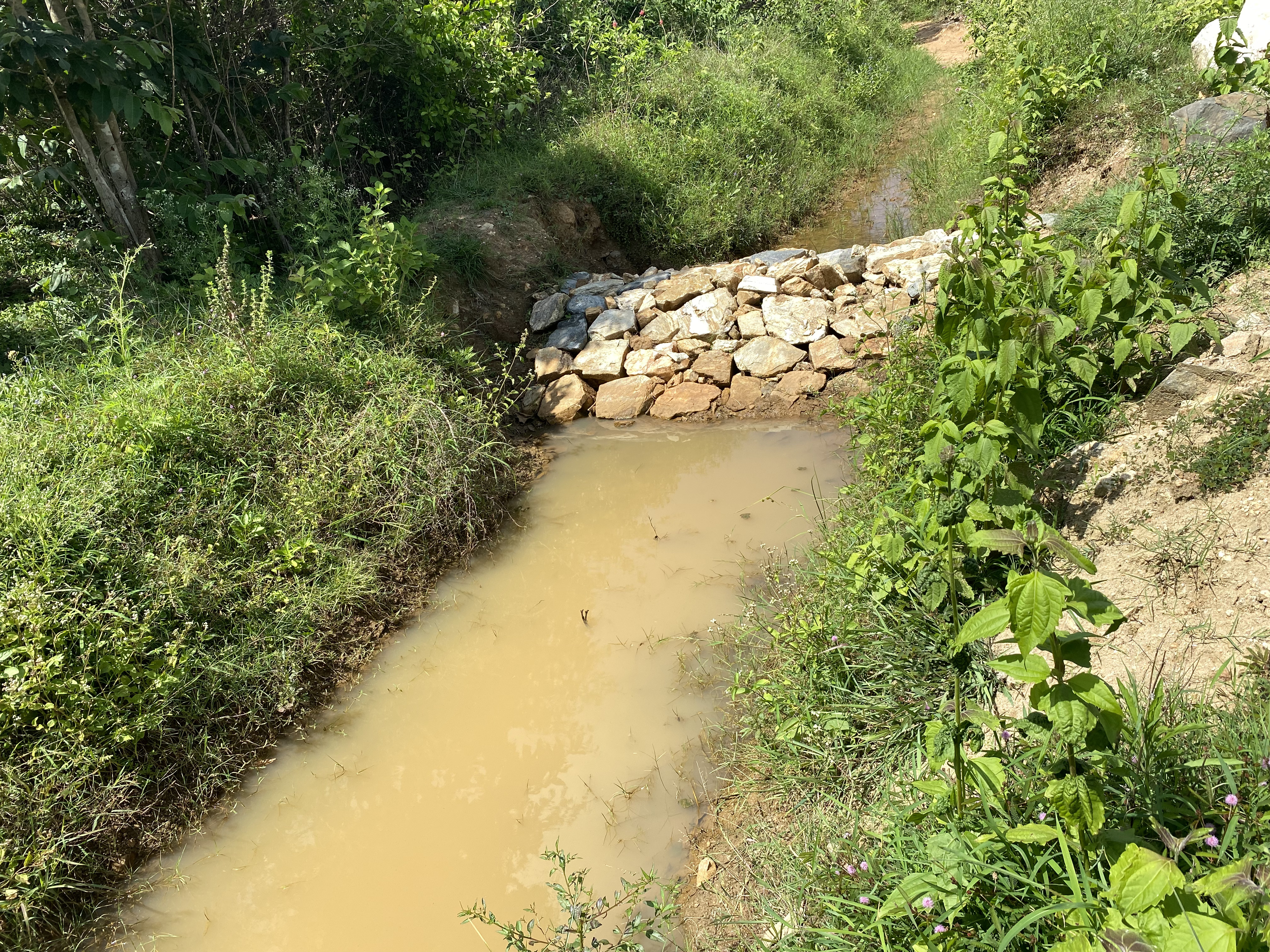 Small muddy stream blocked by a low pile of rocks, surrounded by green vegetation
