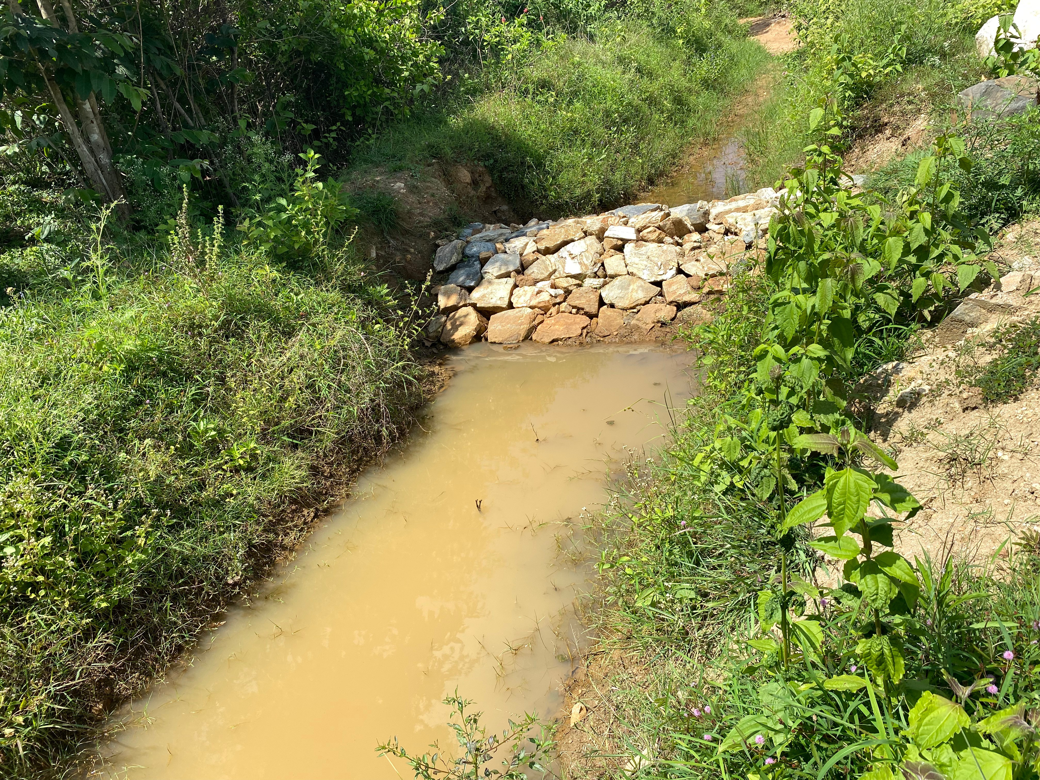 Small muddy stream blocked by a low pile of rocks, surrounded by green vegetation