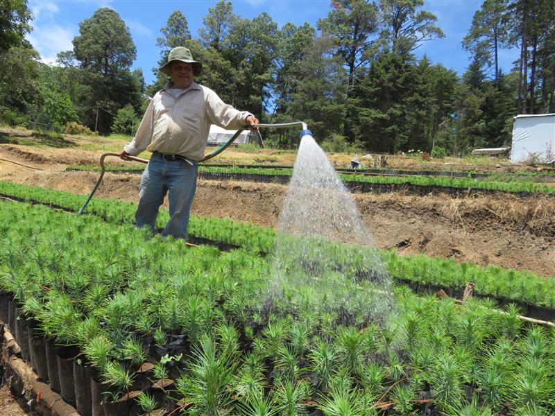 Man watering young plants with a hose in a field