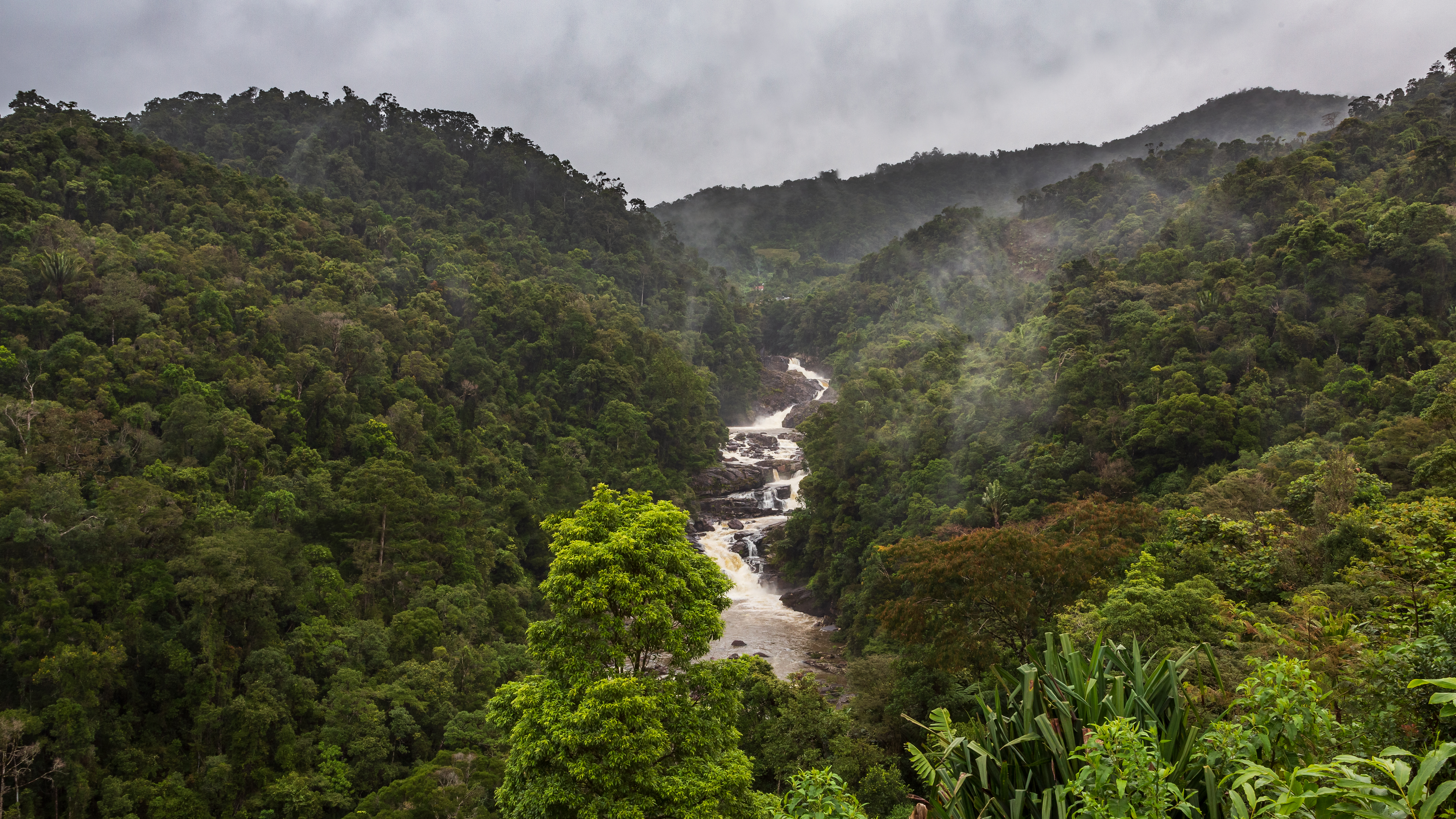 Misty forest valley with a cascading river running through it