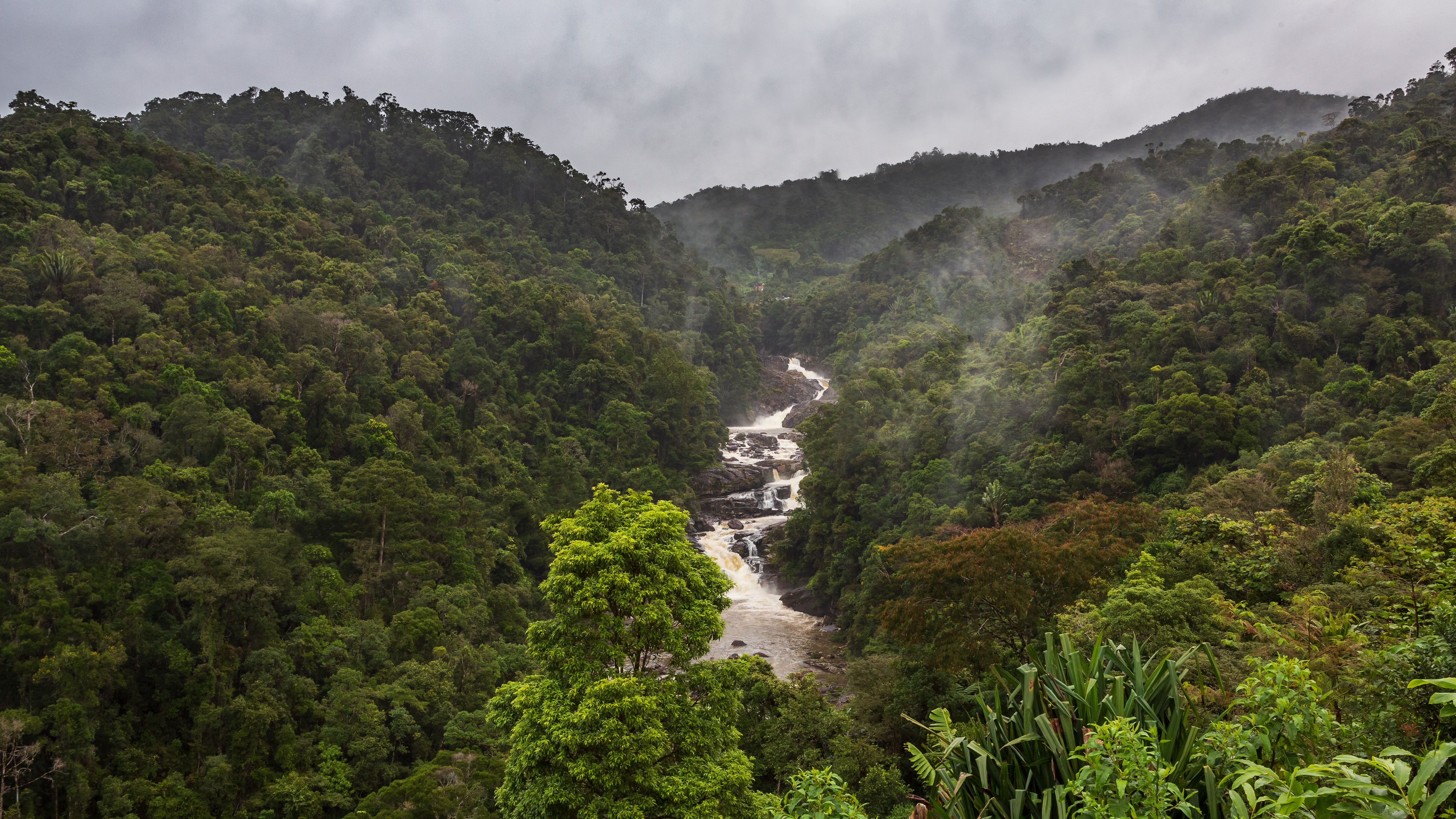 Misty forest valley with a cascading river running through it