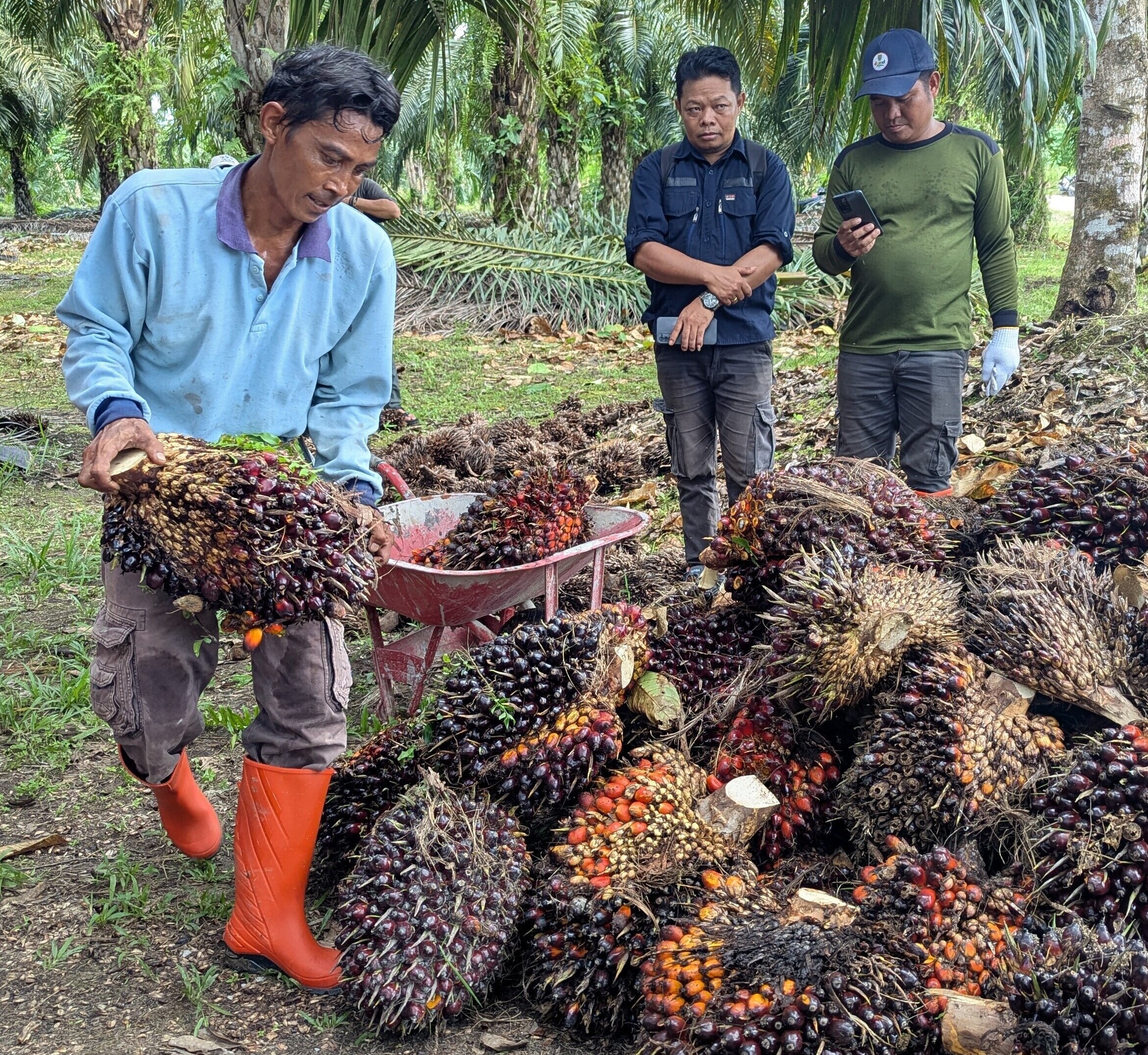 Workers collecting oil palm fruit bunches in a plantation