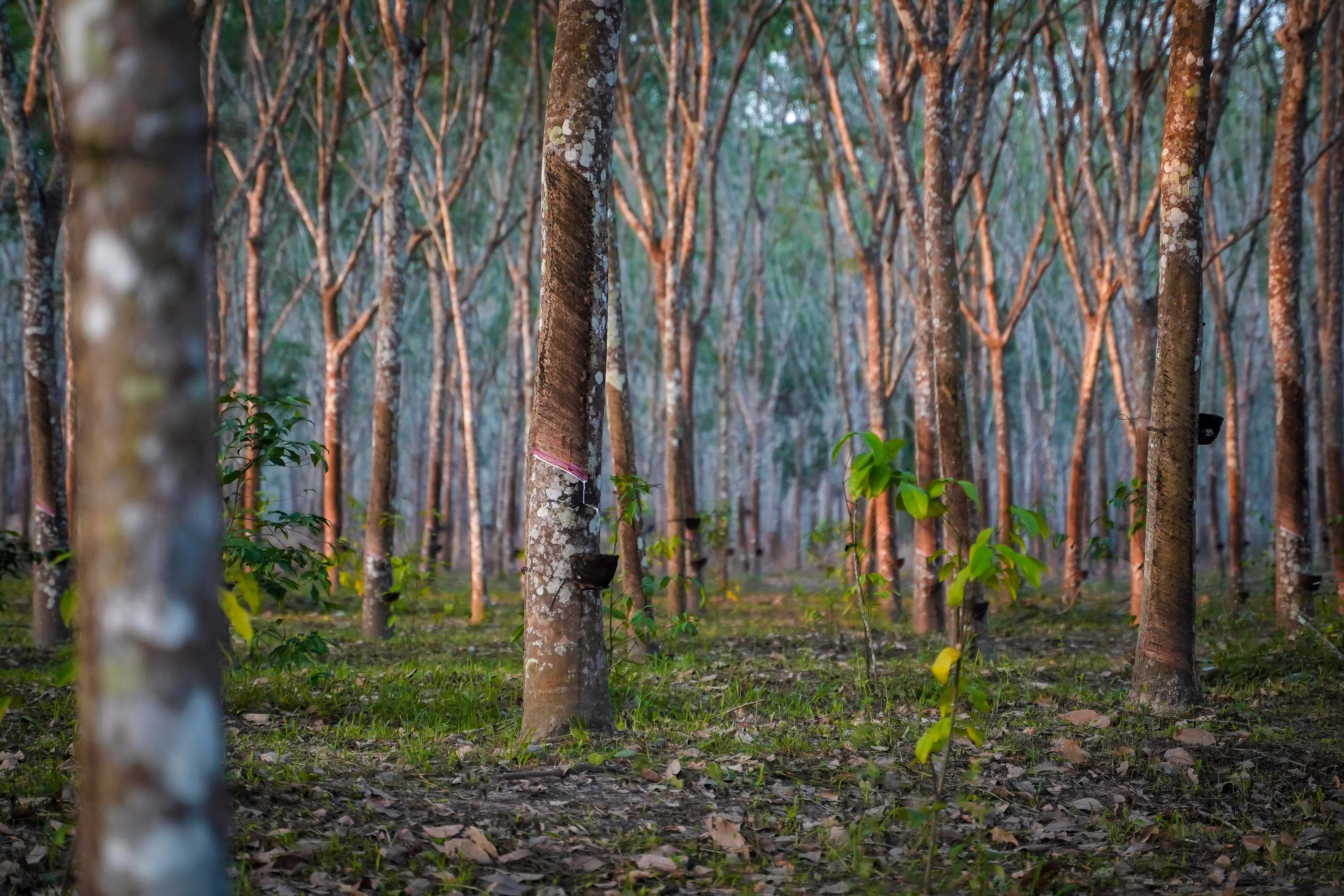 Rubber tree plantation with tapped trunks and collection cups among evenly spaced trees
