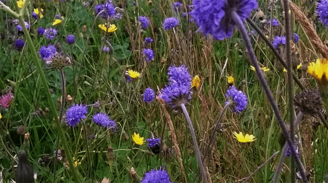 Helping restore wildflower habitats with WWF