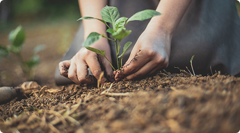 Hands planting a small seedling in soil