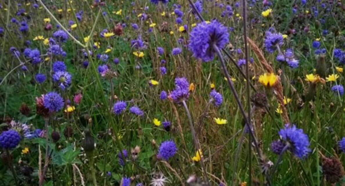 A world without nature is a world without colour