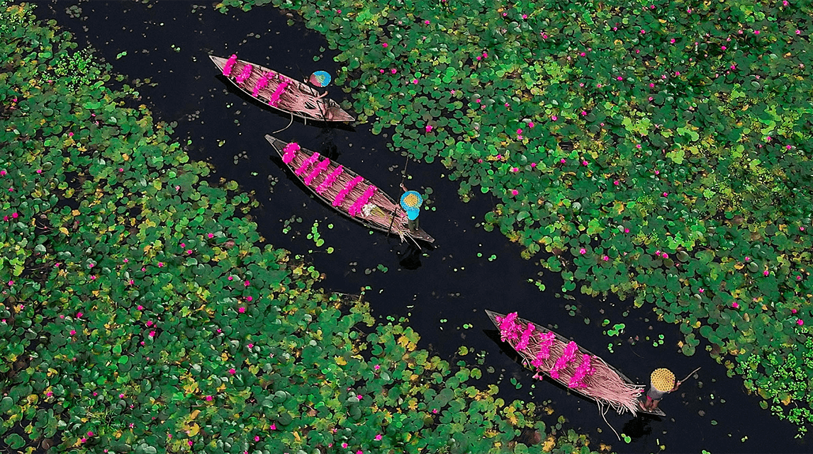 Responding to the global pest threat