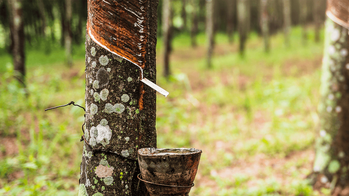 Protecting and restoring nature