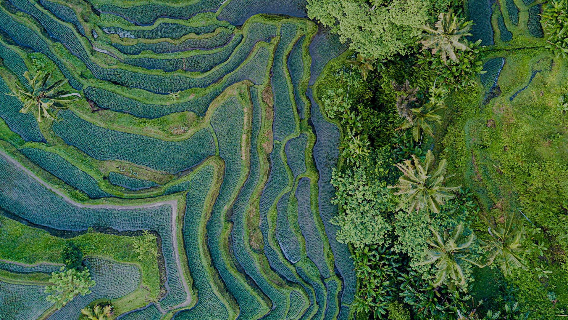 Aerial view of terraced green fields and vegetation.