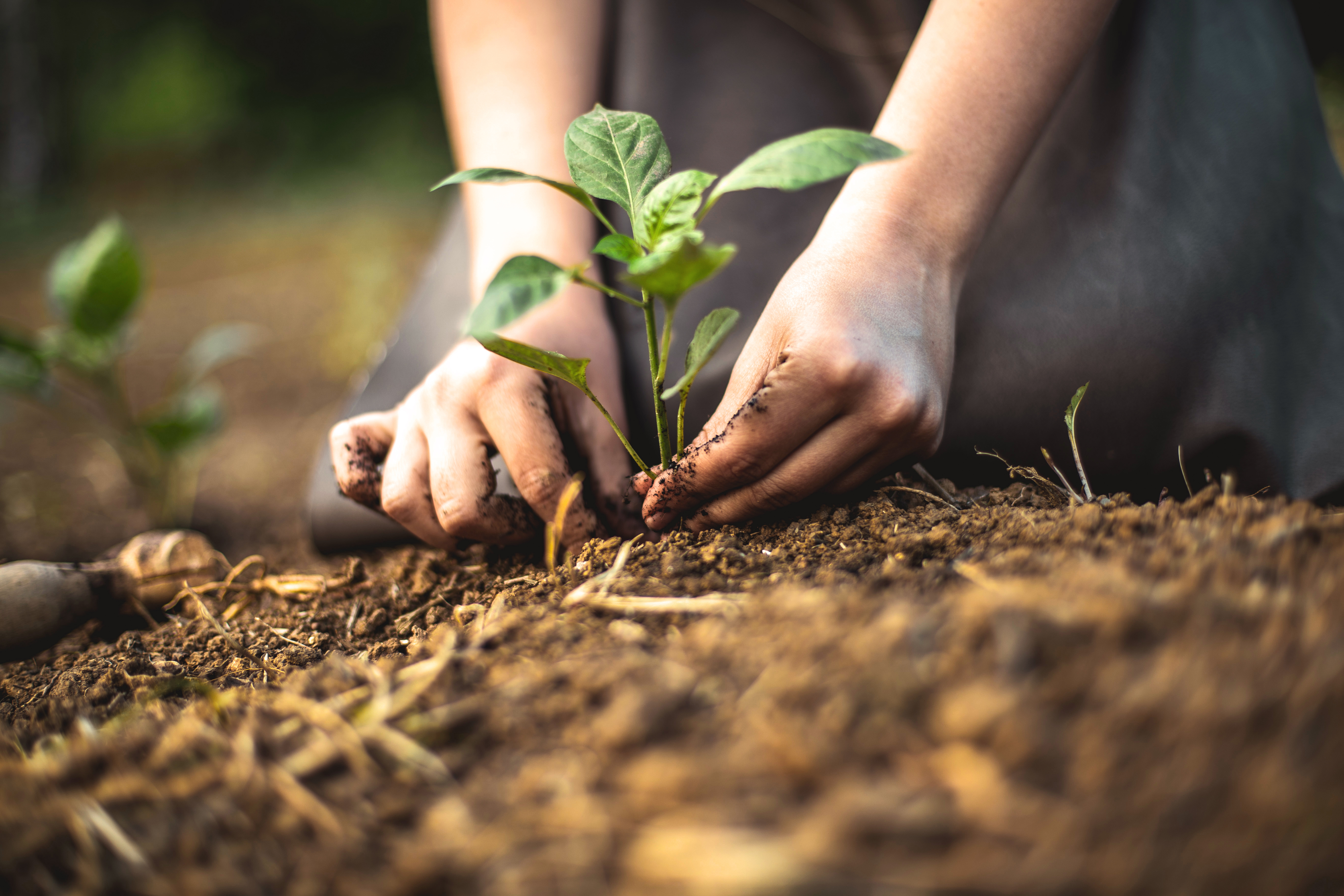 Hands planting a young green seedling in soil outdoors