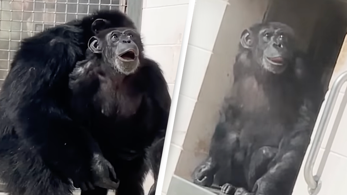 Chimp who was caged her entire life sees sky for the first time