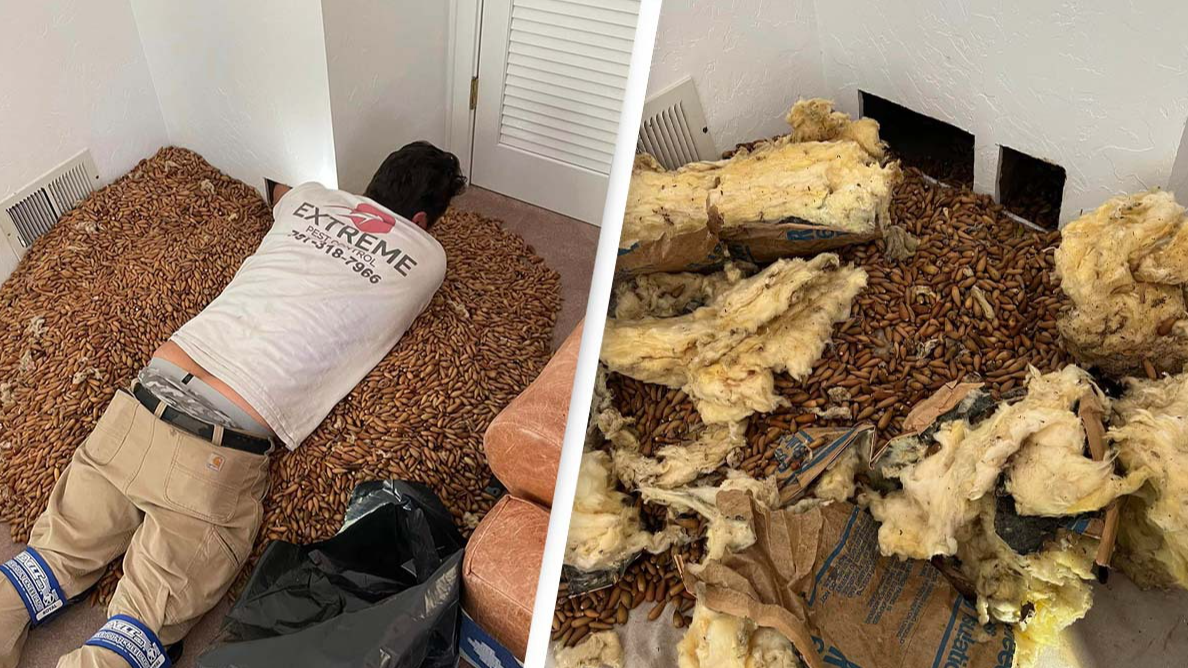 Exterminator makes shocking discovery after exterior of house gets 'completely destroyed'